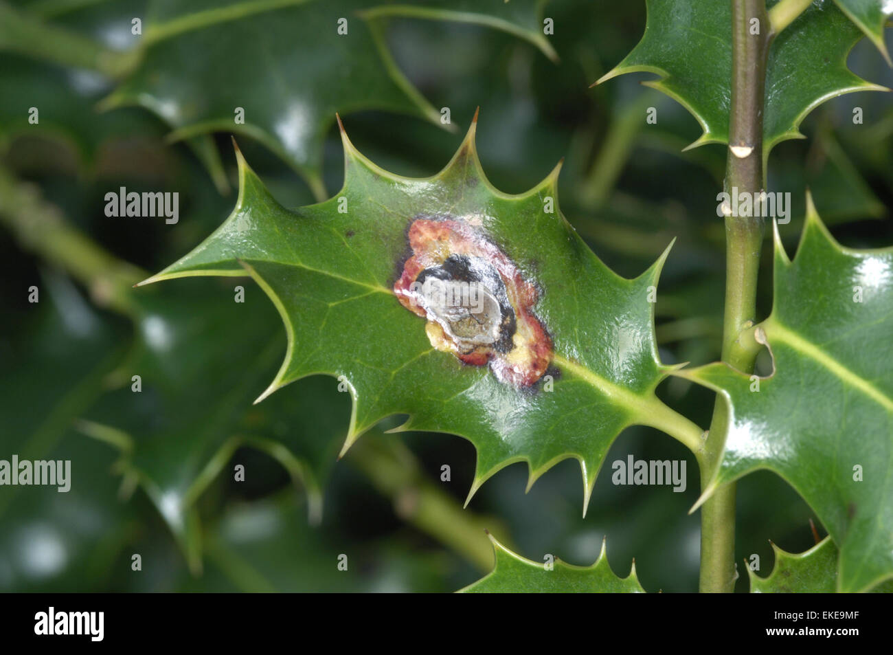 Holly Leaf Miner - Phytomyza ilicis Stock Photo