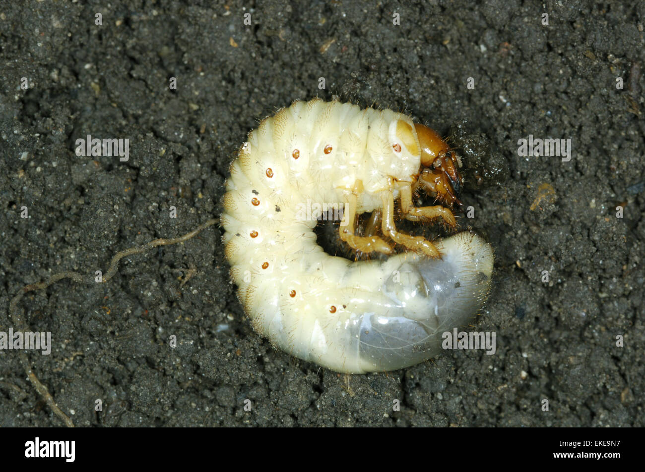 Cockchafer Larva - Melolontha melolontha Stock Photo