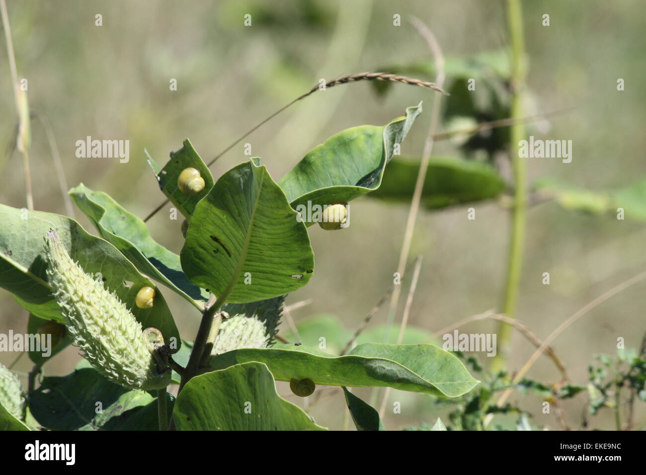 Snails, on the leaves of a milkweed plant Stock Photo Alamy