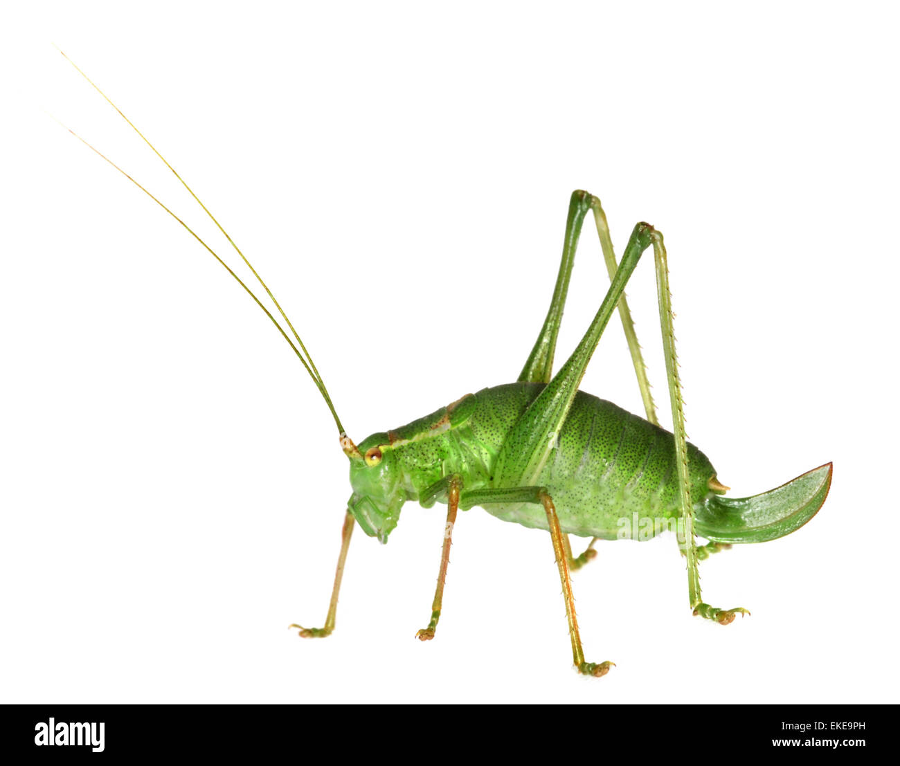 Speckled Bush-cricket - Leptophyes punctatissima Stock Photo