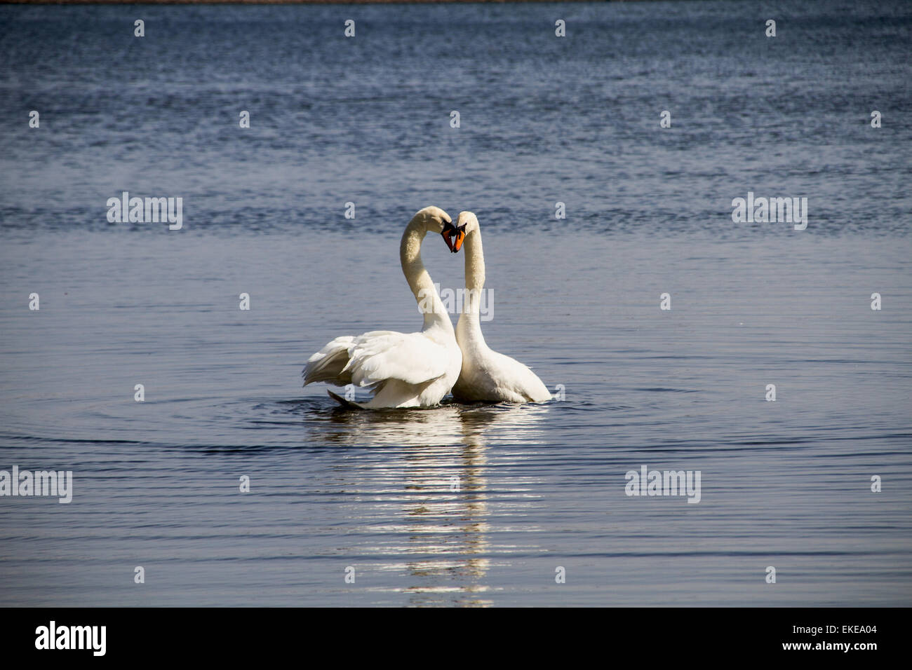 Mating Mute Swans on the Clatto Park pond in Dundee, UK Stock Photo