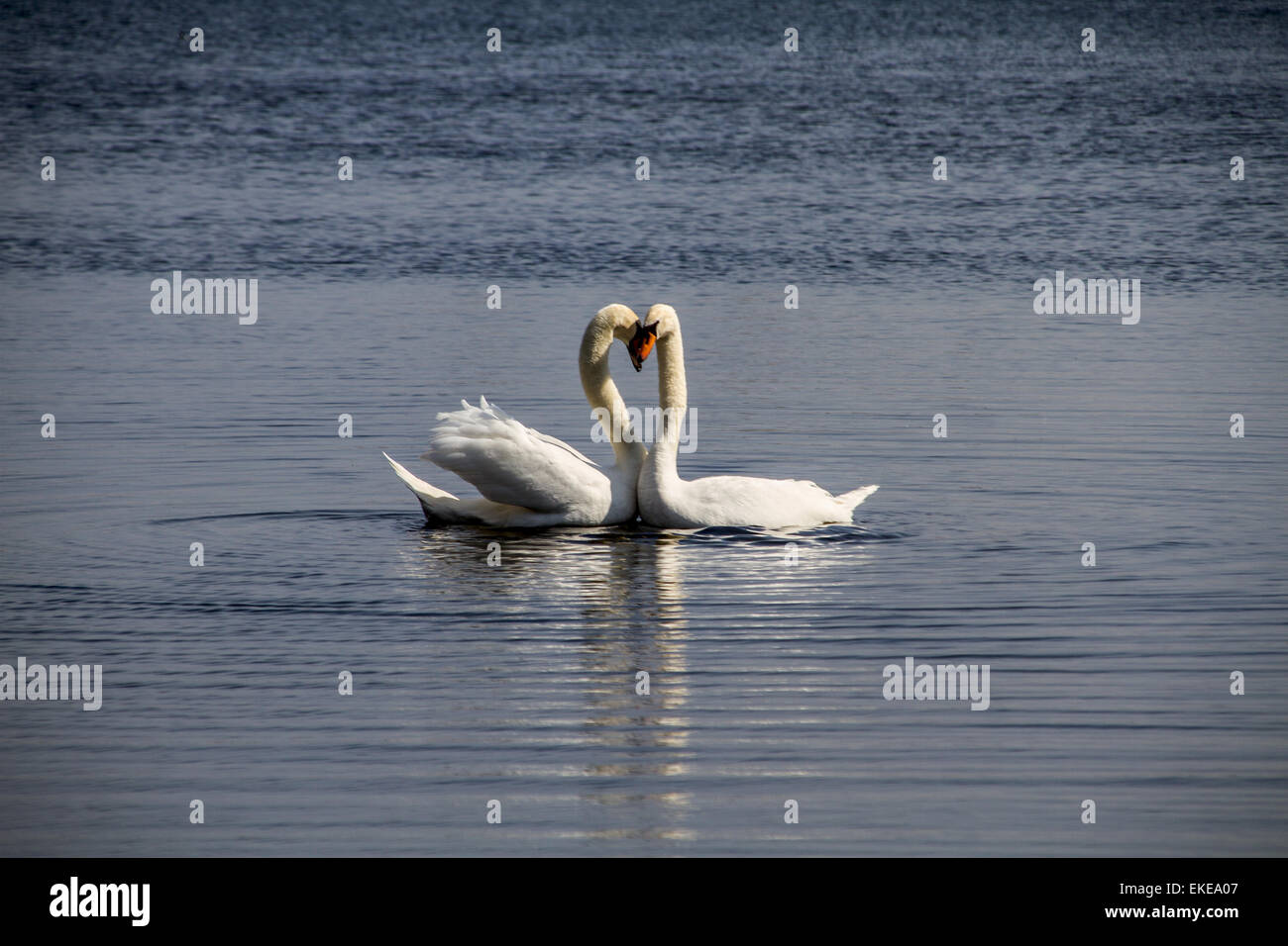 Mating Mute Swans on the Clatto Park pond in Dundee, UK Stock Photo