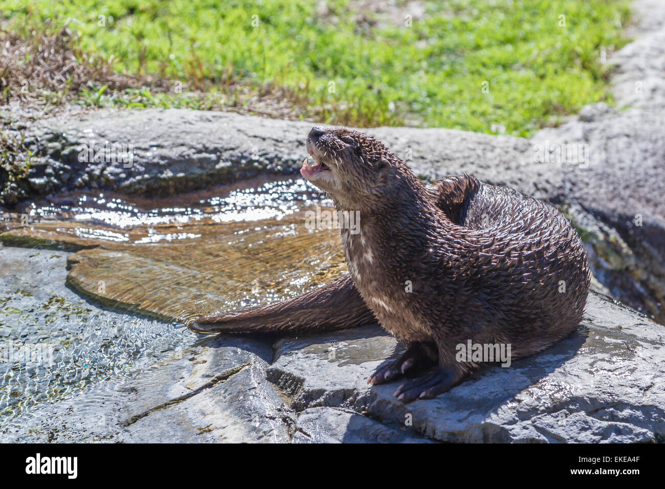 spotted necked otter sitting on a rock under the sun after swimming. Stock Photo