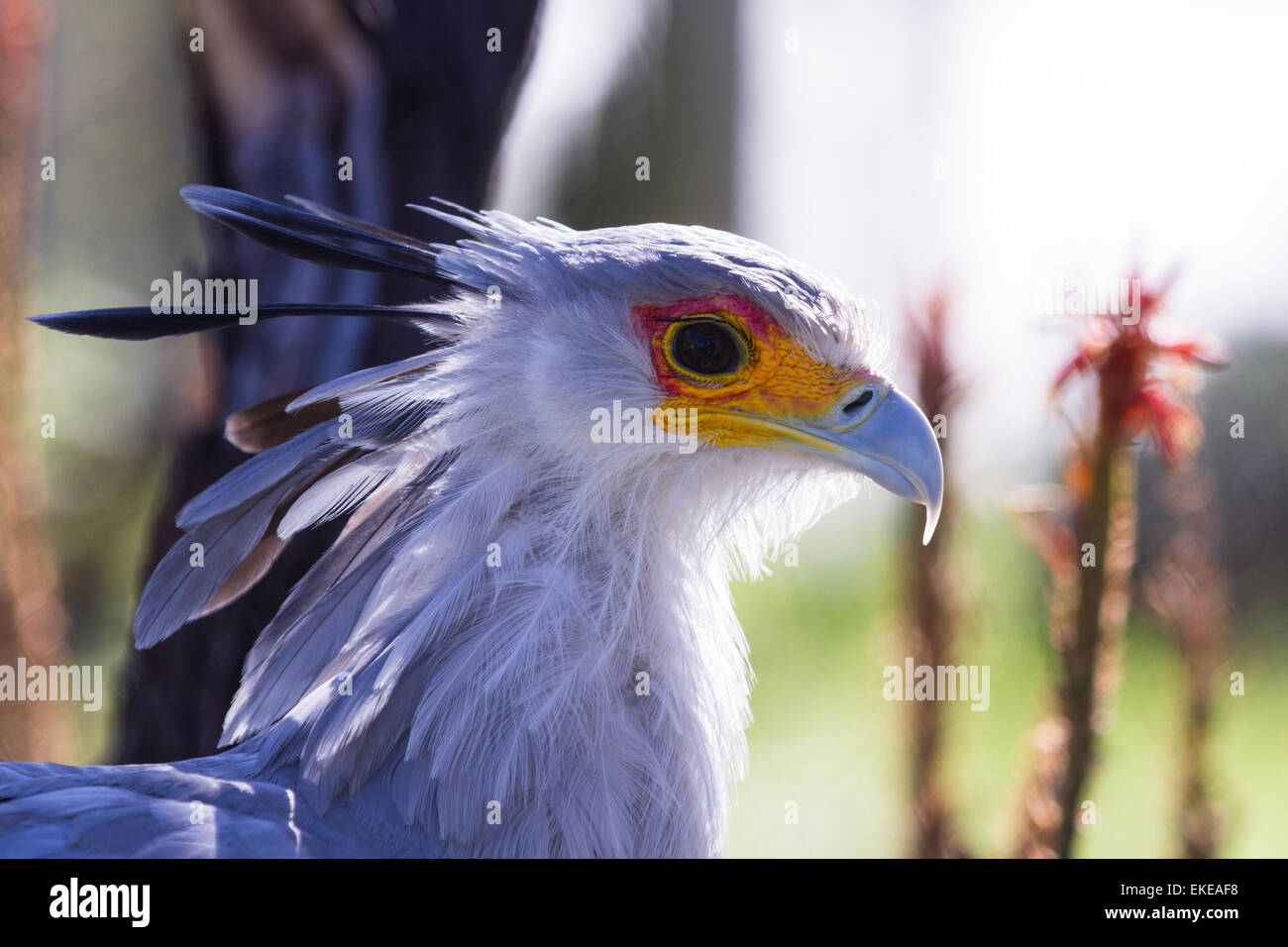 Download Close Up Of A Secretary Bird With A Yellow And Orange Face Mask And A Stock Photo Alamy PSD Mockup Templates