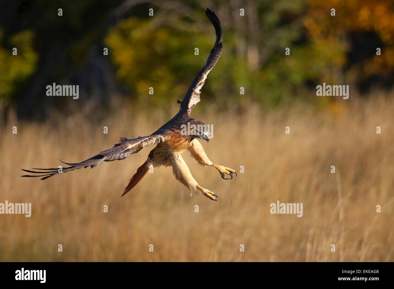 Red-tailed hawk (Buteo jamaicensis) in flight Stock Photo - Alamy