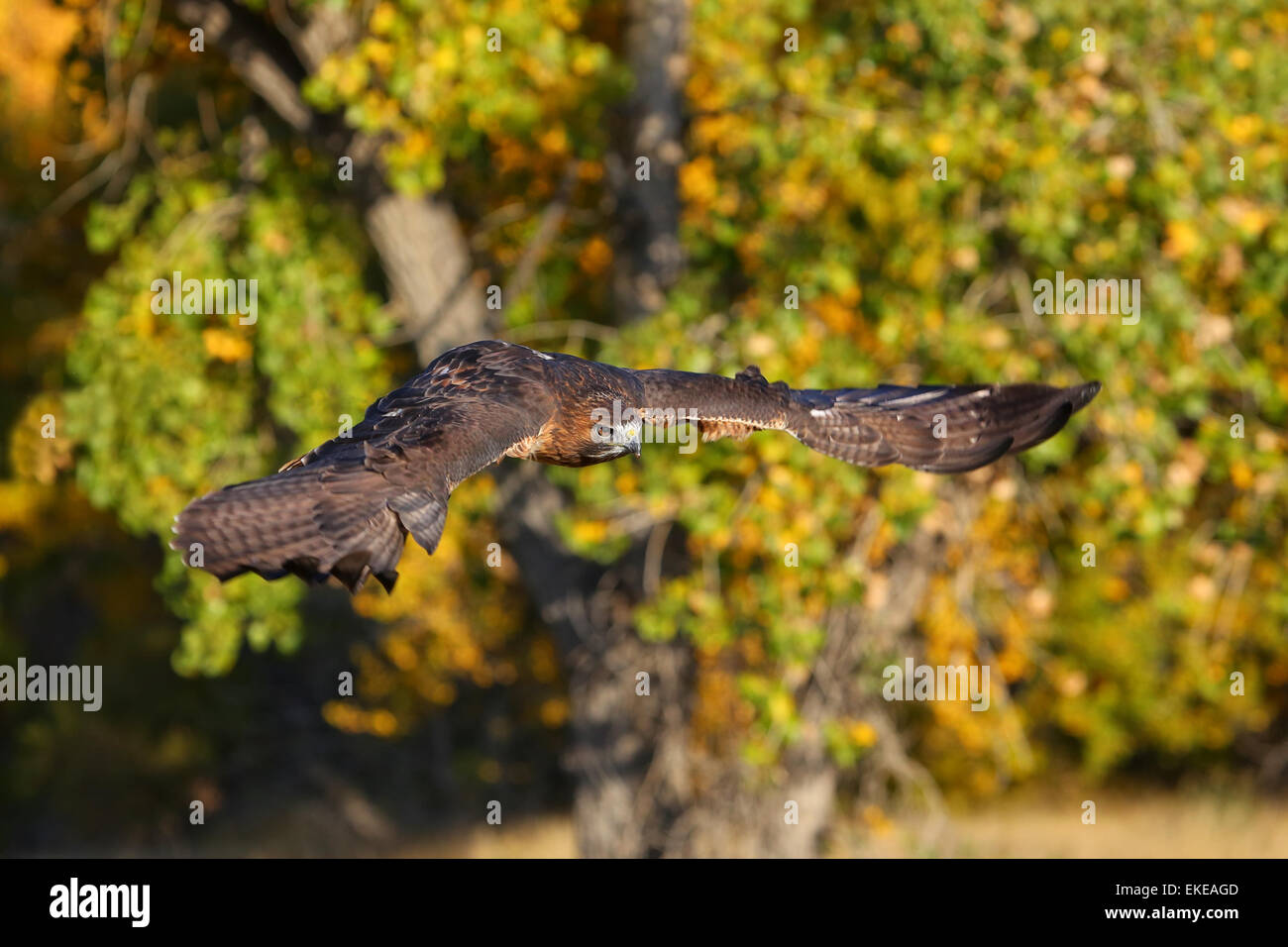 Red-tailed hawk (Buteo jamaicensis) in flight Stock Photo