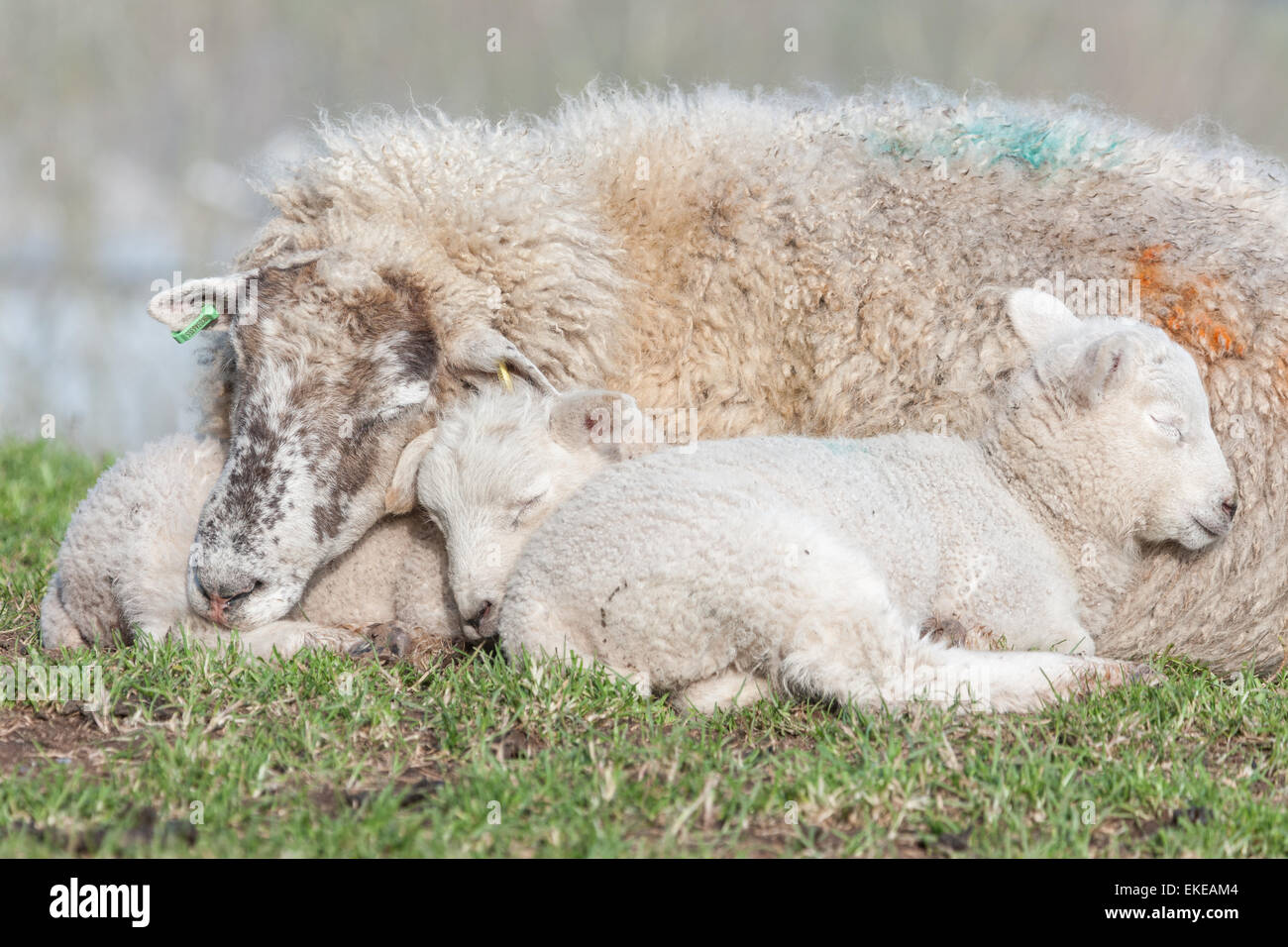 Early Spring on the of Burrow Mump, Burrowbridge in Somerset and two young lambs fall asleep in the safety of their mother. Stock Photo