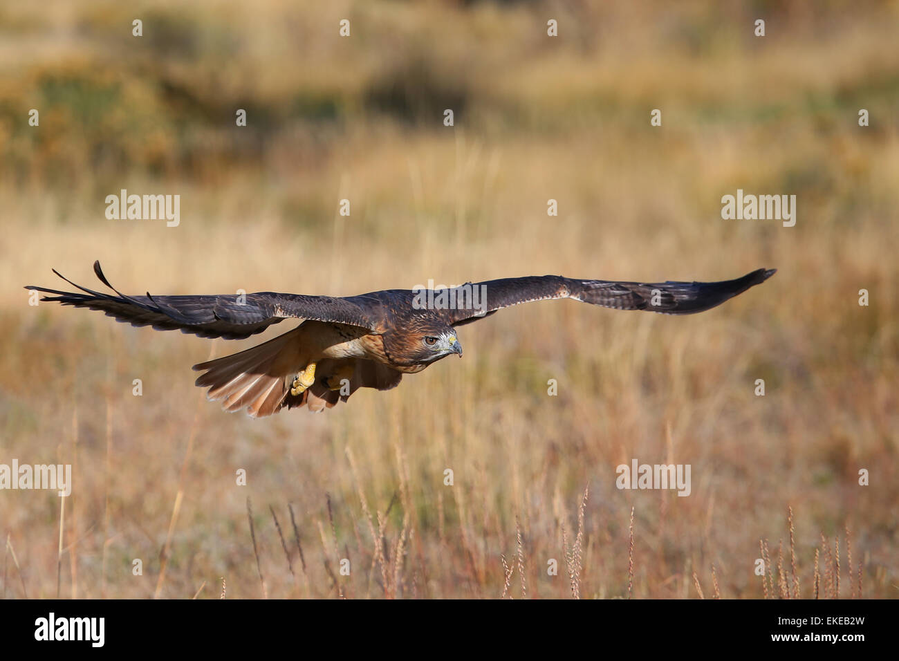 Red-tailed hawk (Buteo jamaicensis) in flight Stock Photo