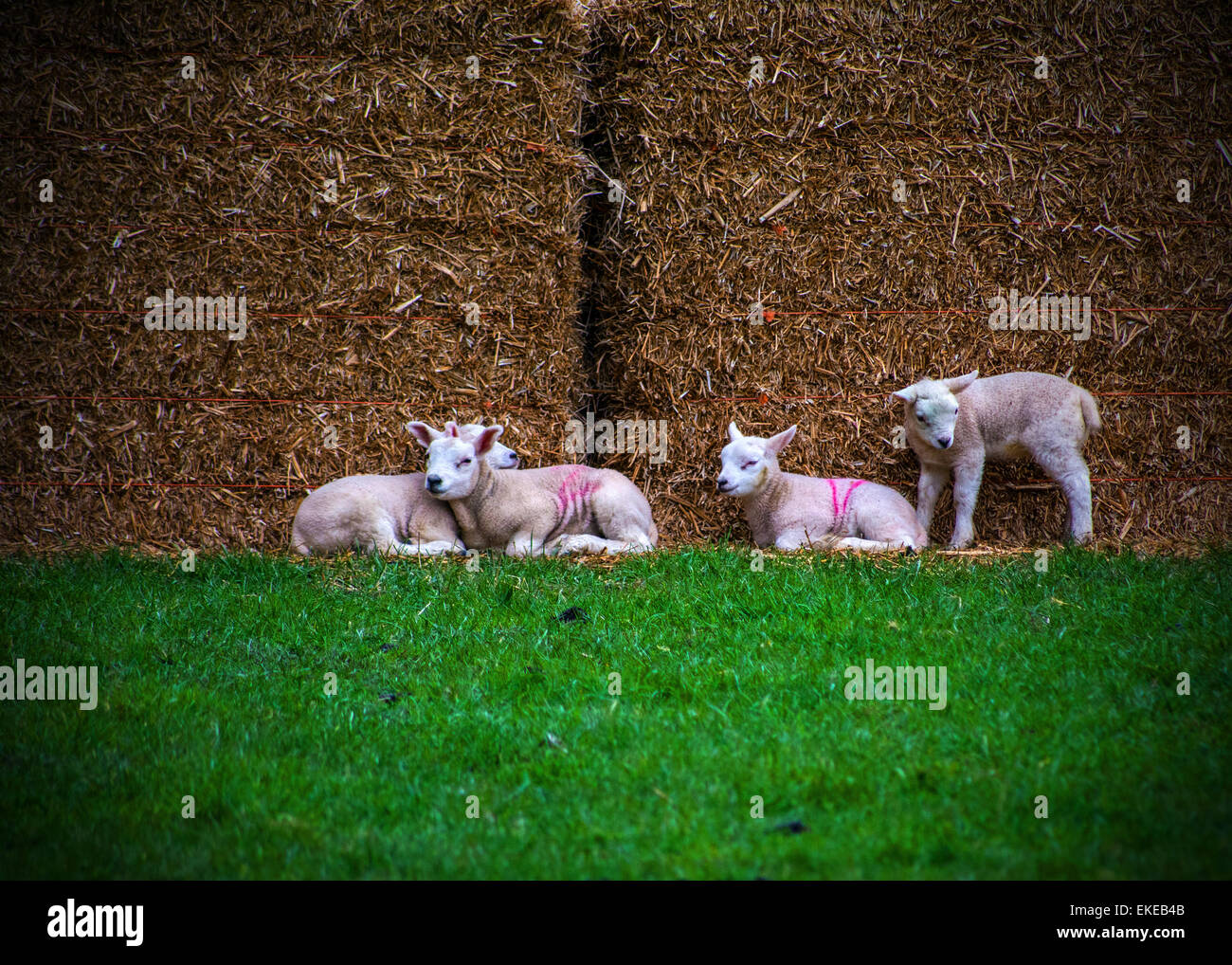 Little Lambs Stock Photo