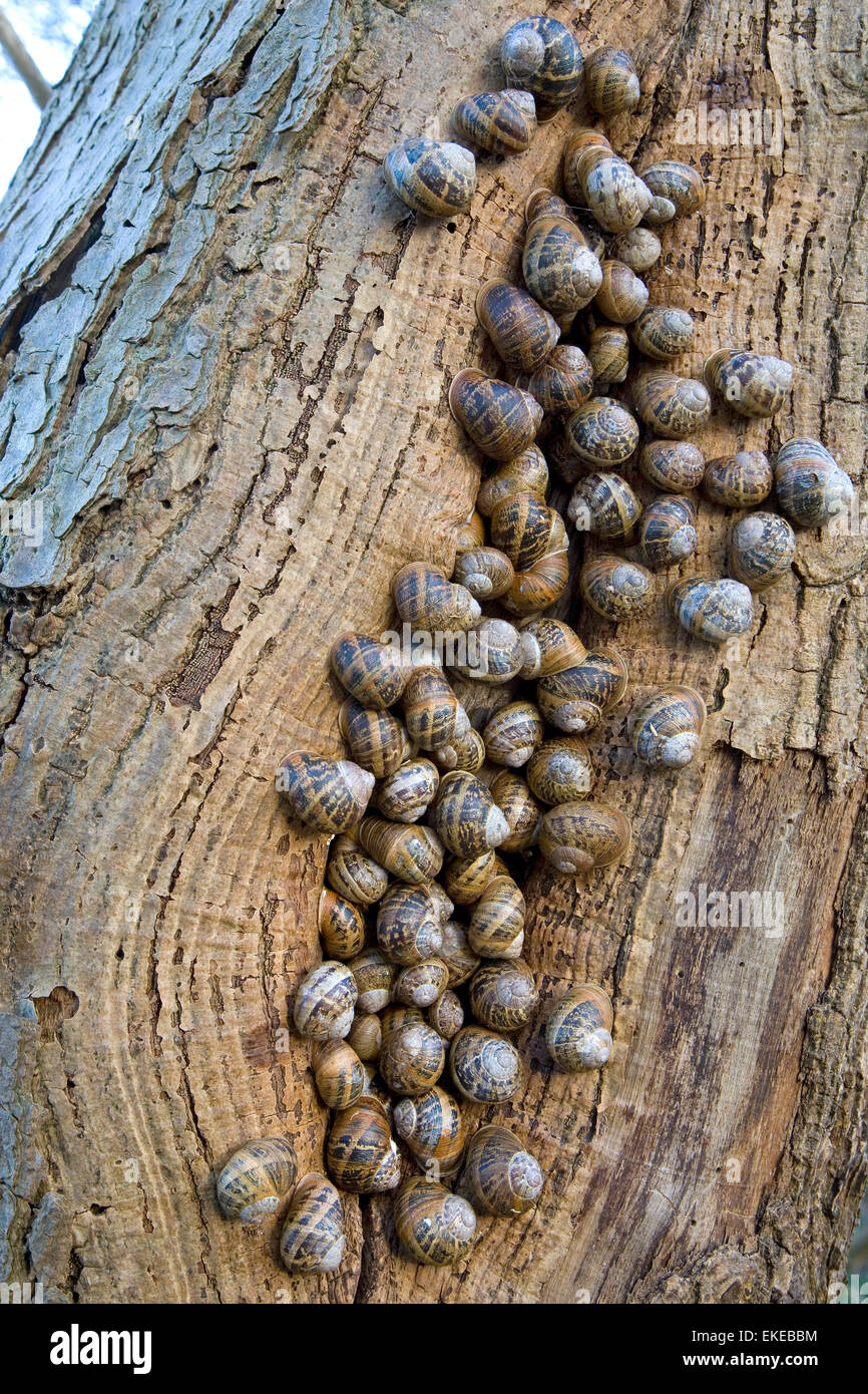 Garden Snail - Cornu aspersum Stock Photo