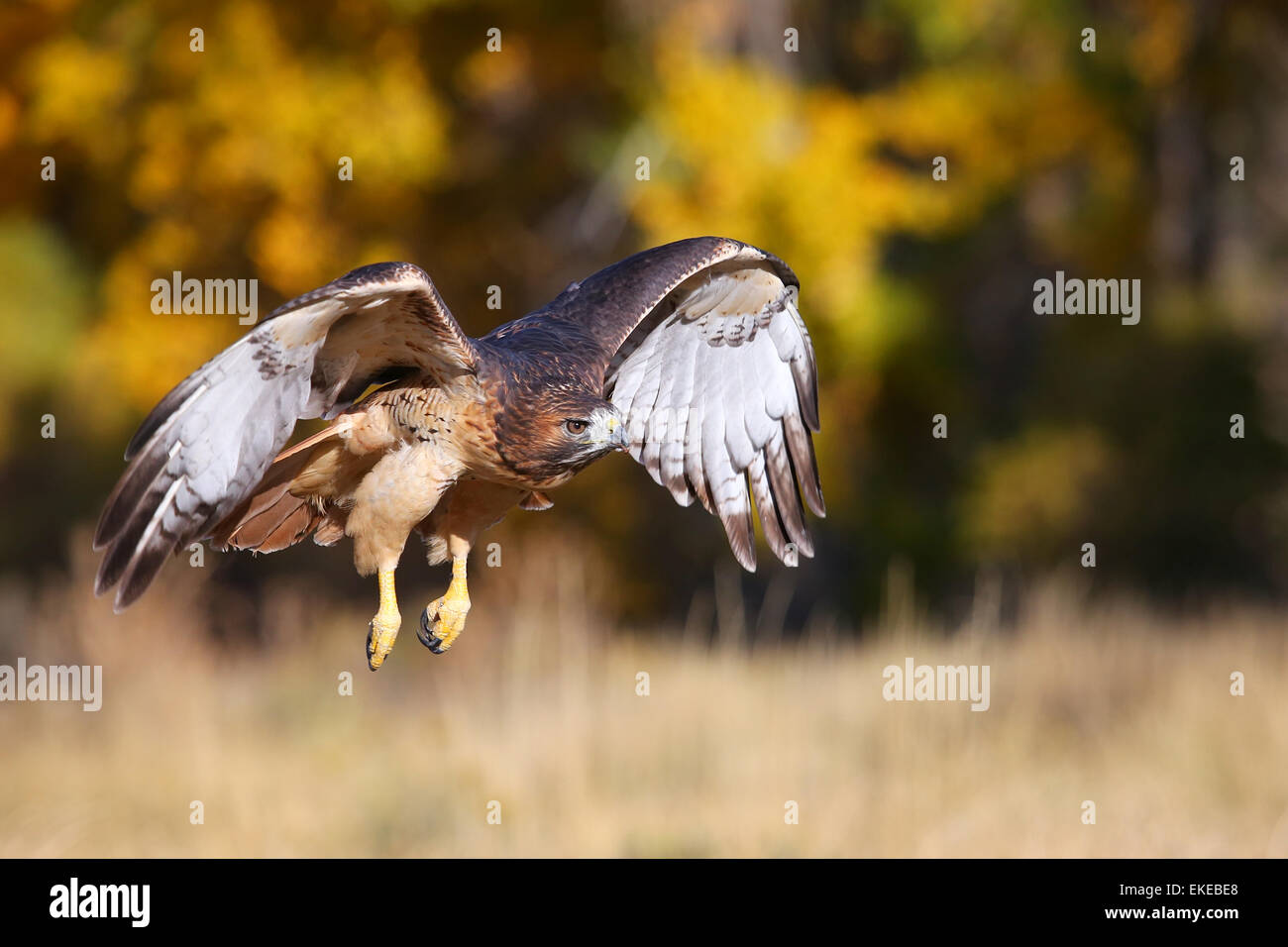 Red-tailed hawk (Buteo jamaicensis) in flight Stock Photo - Alamy