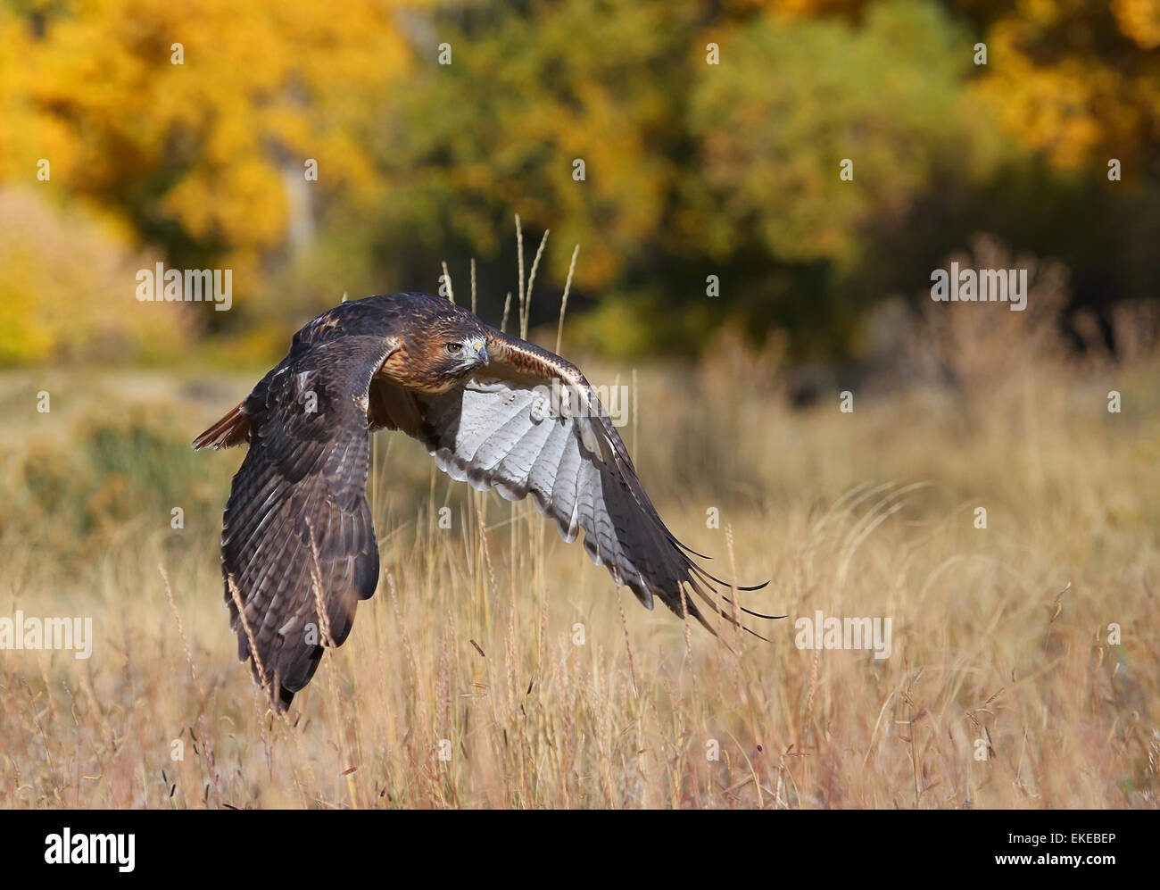 Red-tailed hawk (Buteo jamaicensis) in flight Stock Photo - Alamy