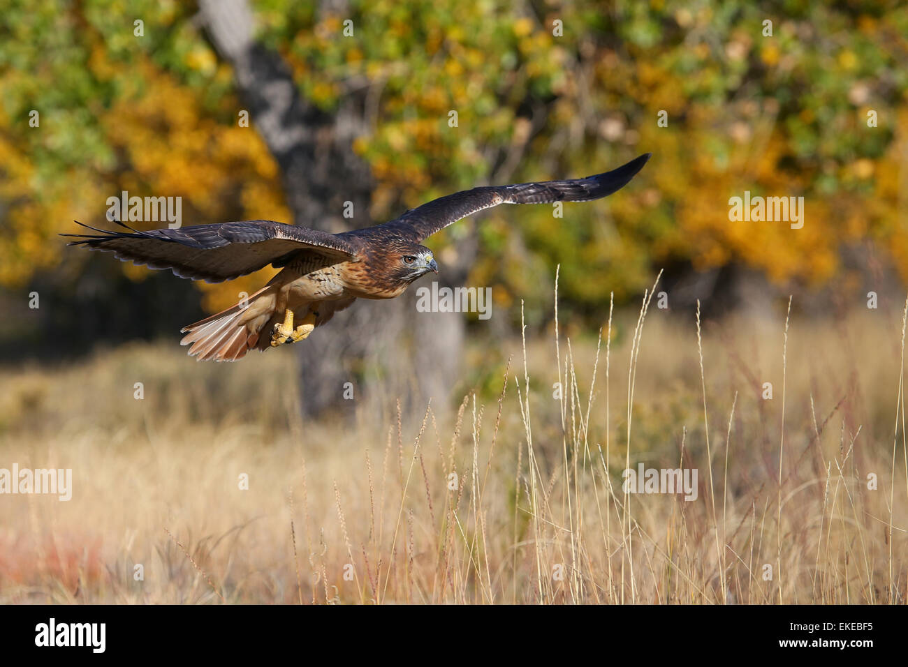 Red-tailed hawk (Buteo jamaicensis) in flight Stock Photo - Alamy