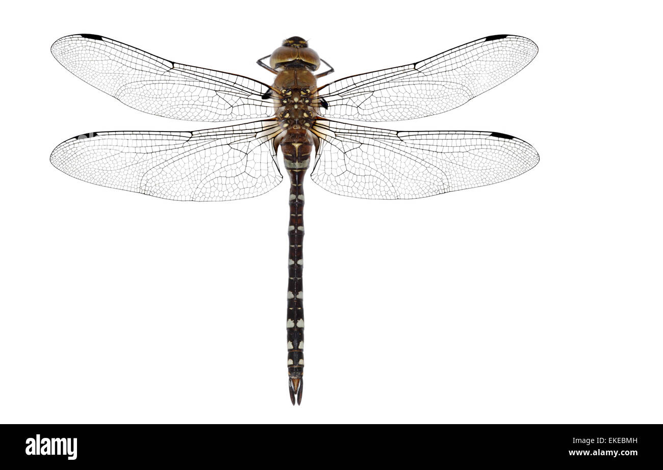 Hairy Dragonfly - Brachytron pratense Stock Photo