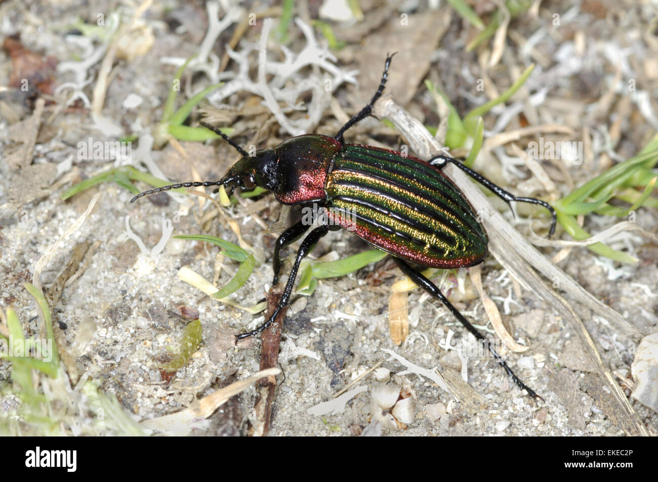 Carabus nitens - a species of ground beetle Stock Photo