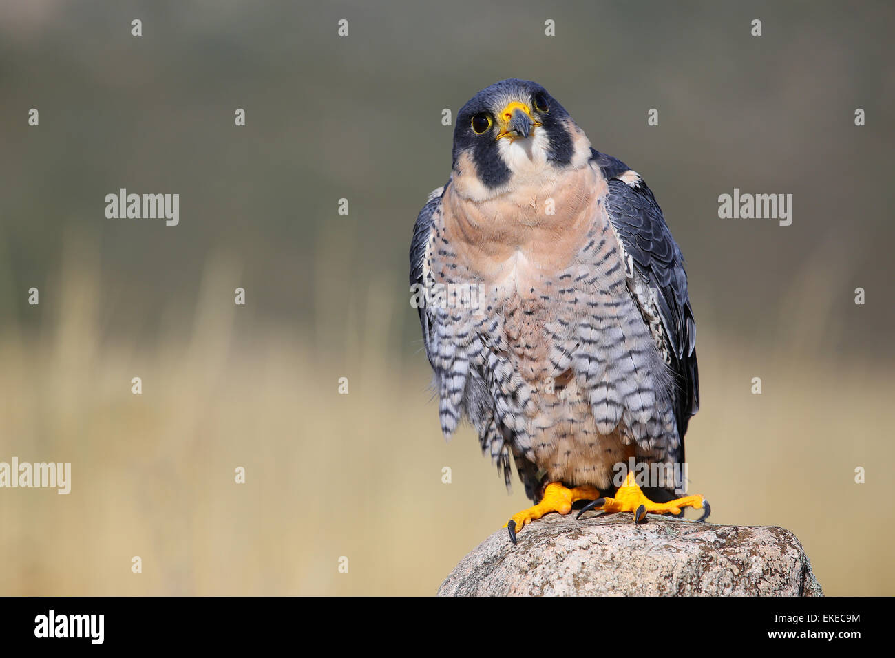 Peregrine falcon (Falcon peregrinus) sitting on a rock Stock Photo