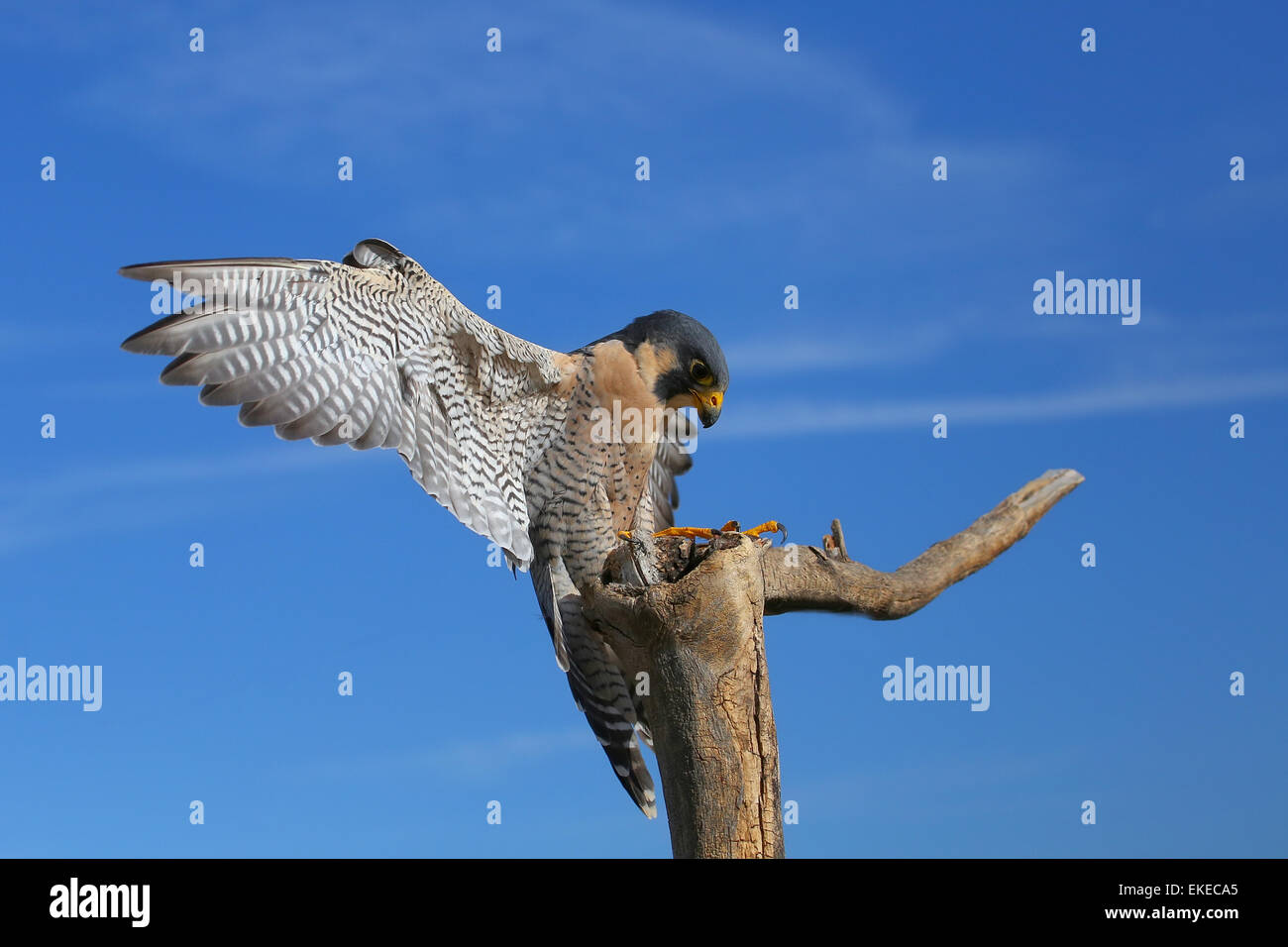 Peregrine falcon (Falcon peregrinus) sitting on a stick Stock Photo - Alamy