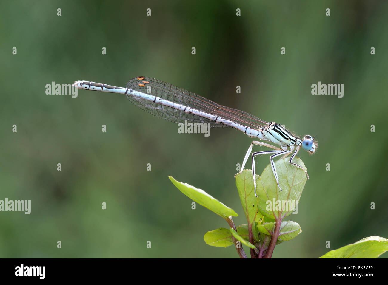 White-legged Damselfly - Platycnemis pennipes Stock Photo - Alamy