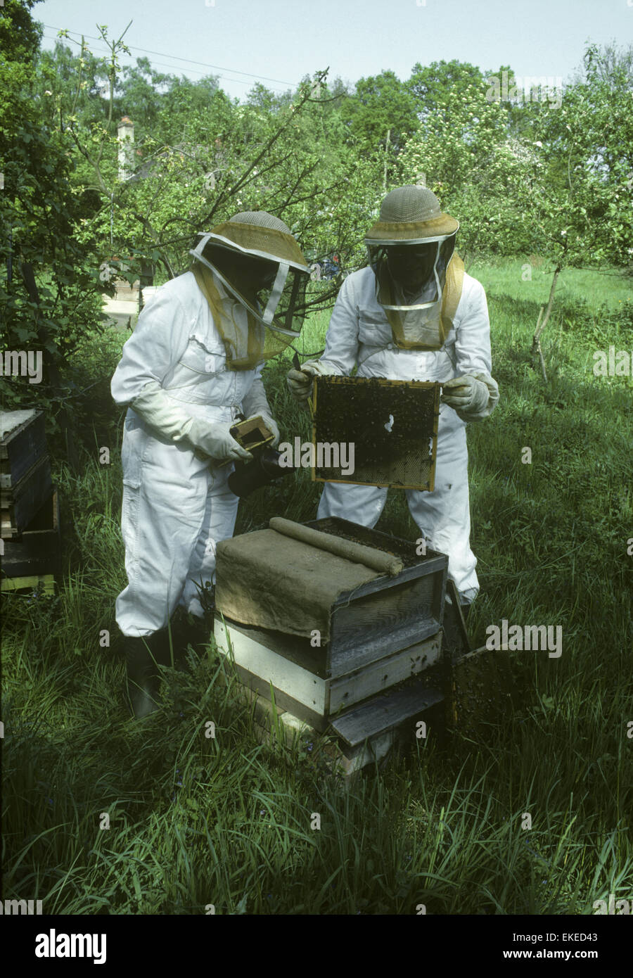 Bee Keepers at hive Stock Photo