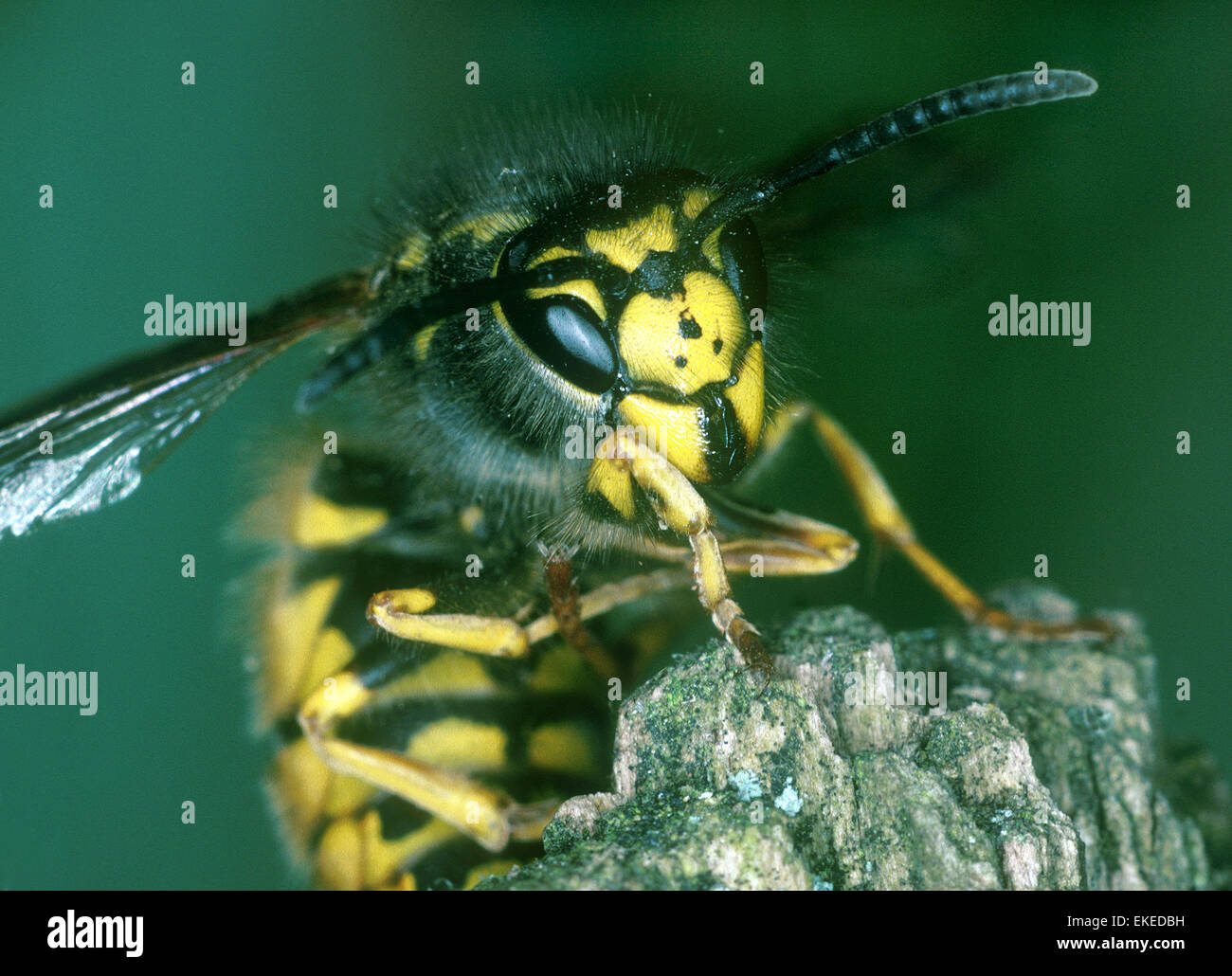 German Wasp - Vespa germanica Stock Photo