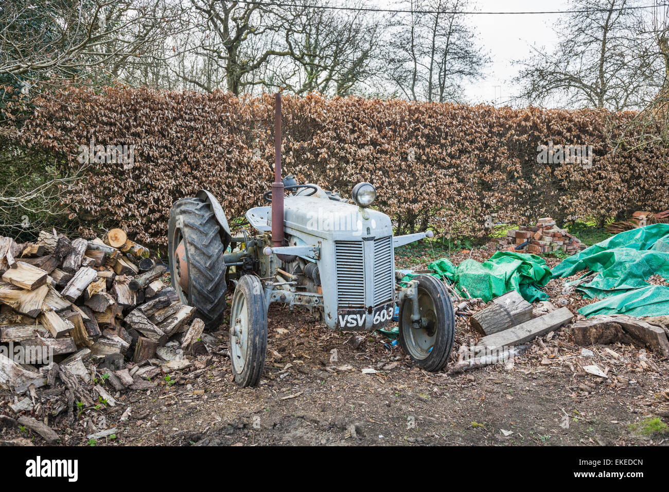 Broken down and dilapidated vintage, grey, old-fashioned traditional design tractor with pile of cut logs piled against a beech hedge, Surrey, UK Stock Photo