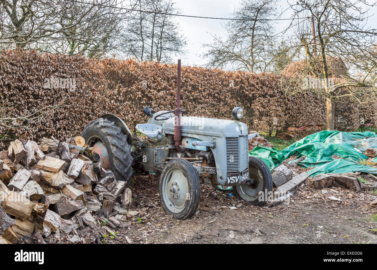 Broken down and dilapidated vintage, grey, old-fashioned traditional design tractor with pile of cut logs piled against a beech hedge, Surrey, UK Stock Photo