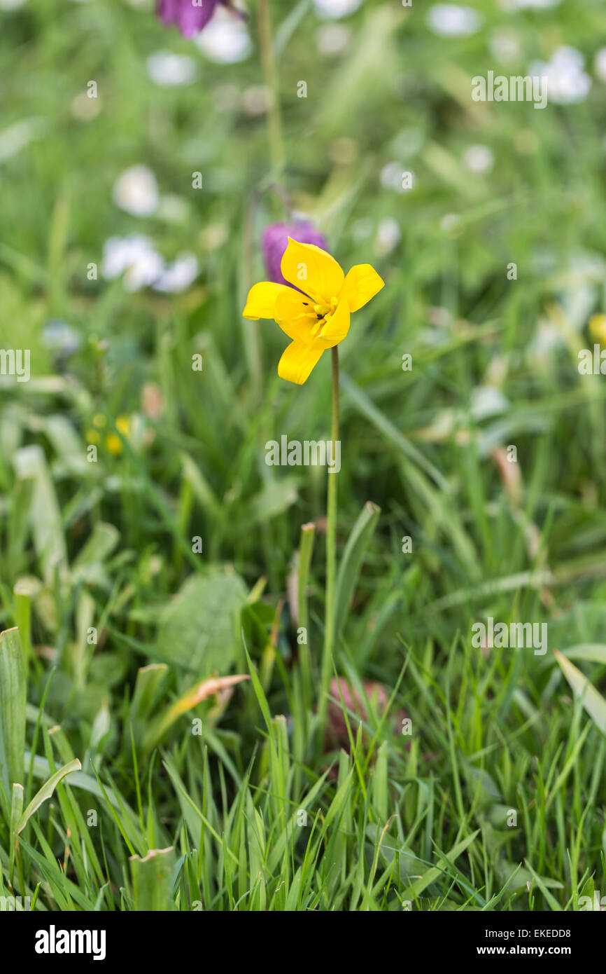 Yellow wild tulip, Tulipa sylvestris, growing and flowering in springtime in Surrey, England, UK Stock Photo