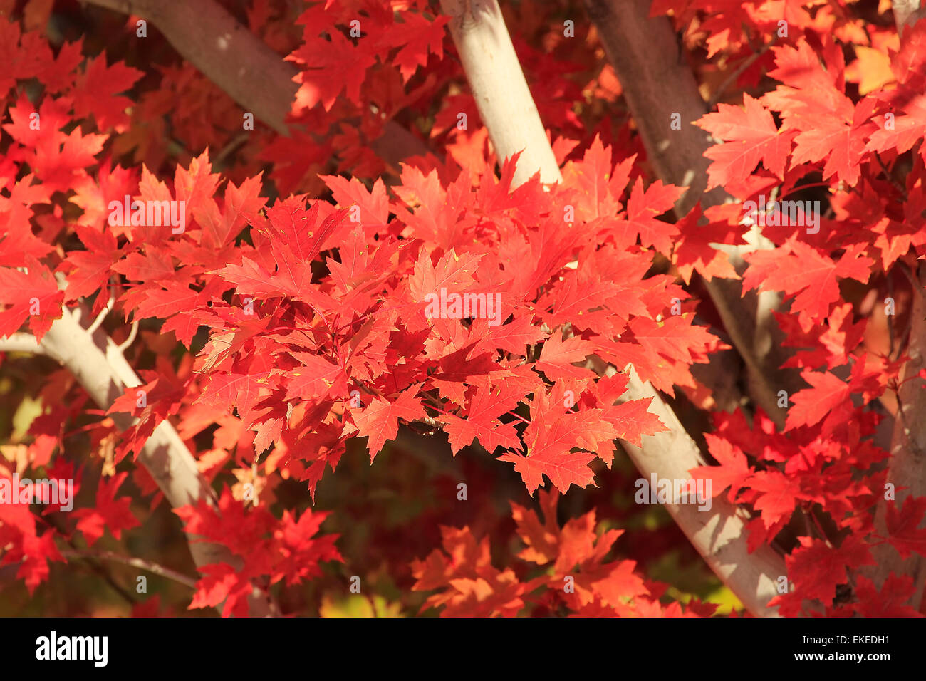 Red maple tree hires stock photography and images Alamy