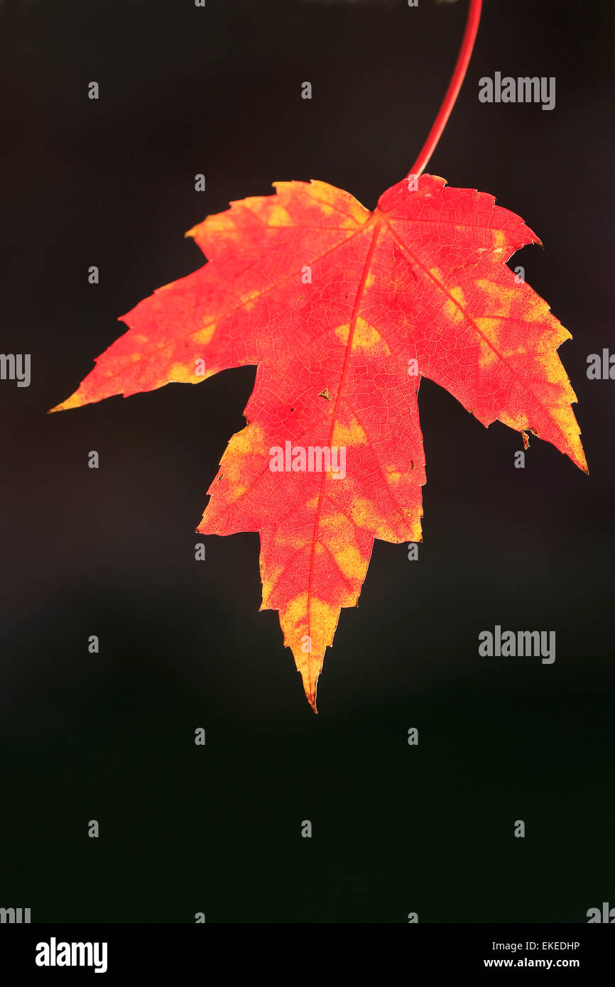 Close up of red maple leaf with dark background Stock Photo