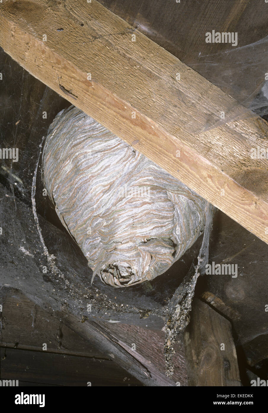 Common Wasp Nest - Vespa vulgaris Stock Photo