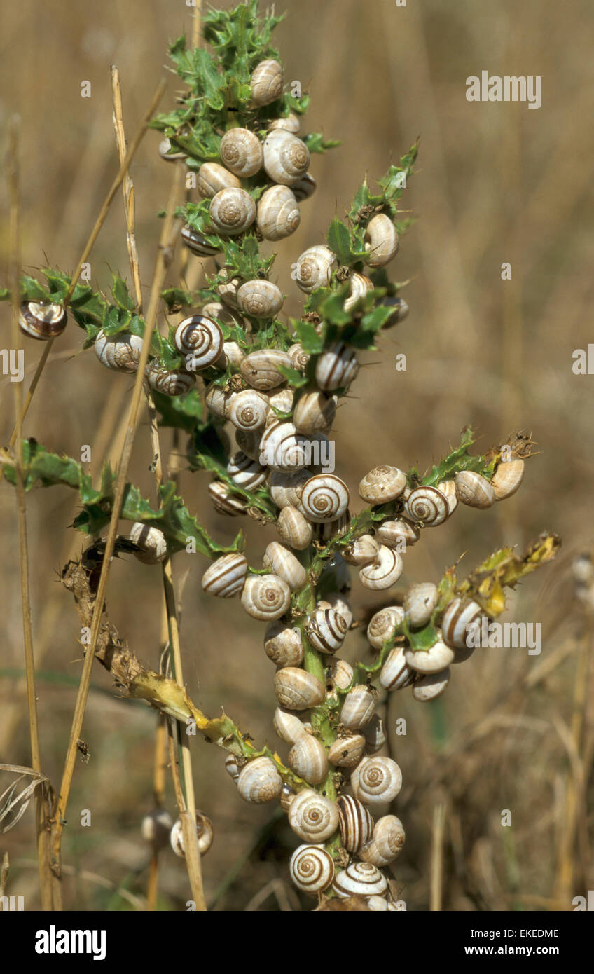Banded Snails - Cernuella virgata Stock Photo - Alamy