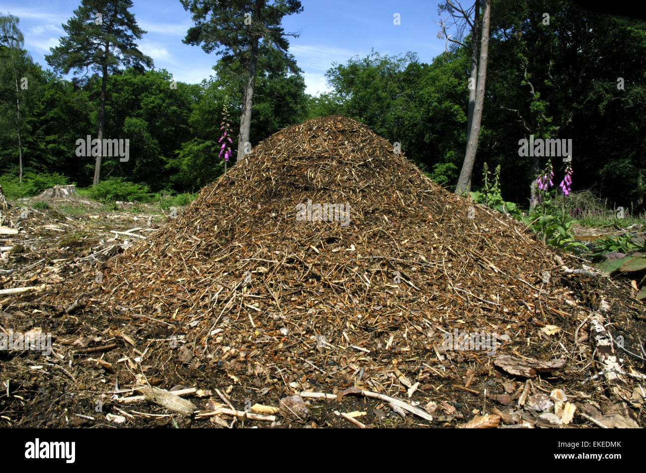 Wood Ant Nest Formica rufa Stock Photo Alamy