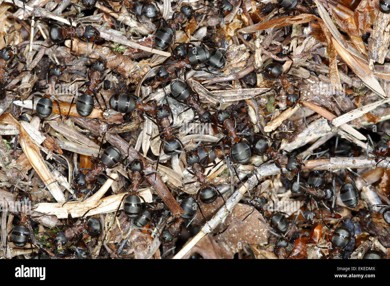 Wood Ants - Formica rufa Stock Photo