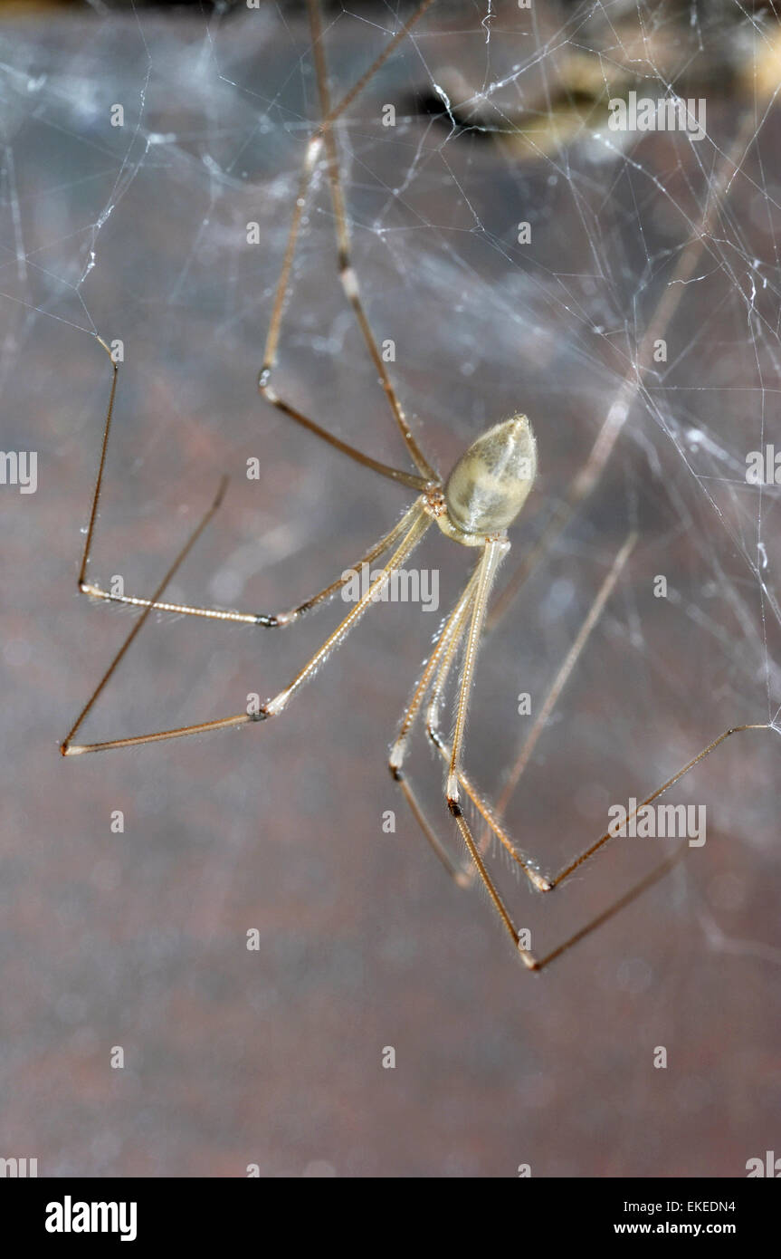 Daddy Long Legs Spider - Pholcus phalangioides Stock Photo