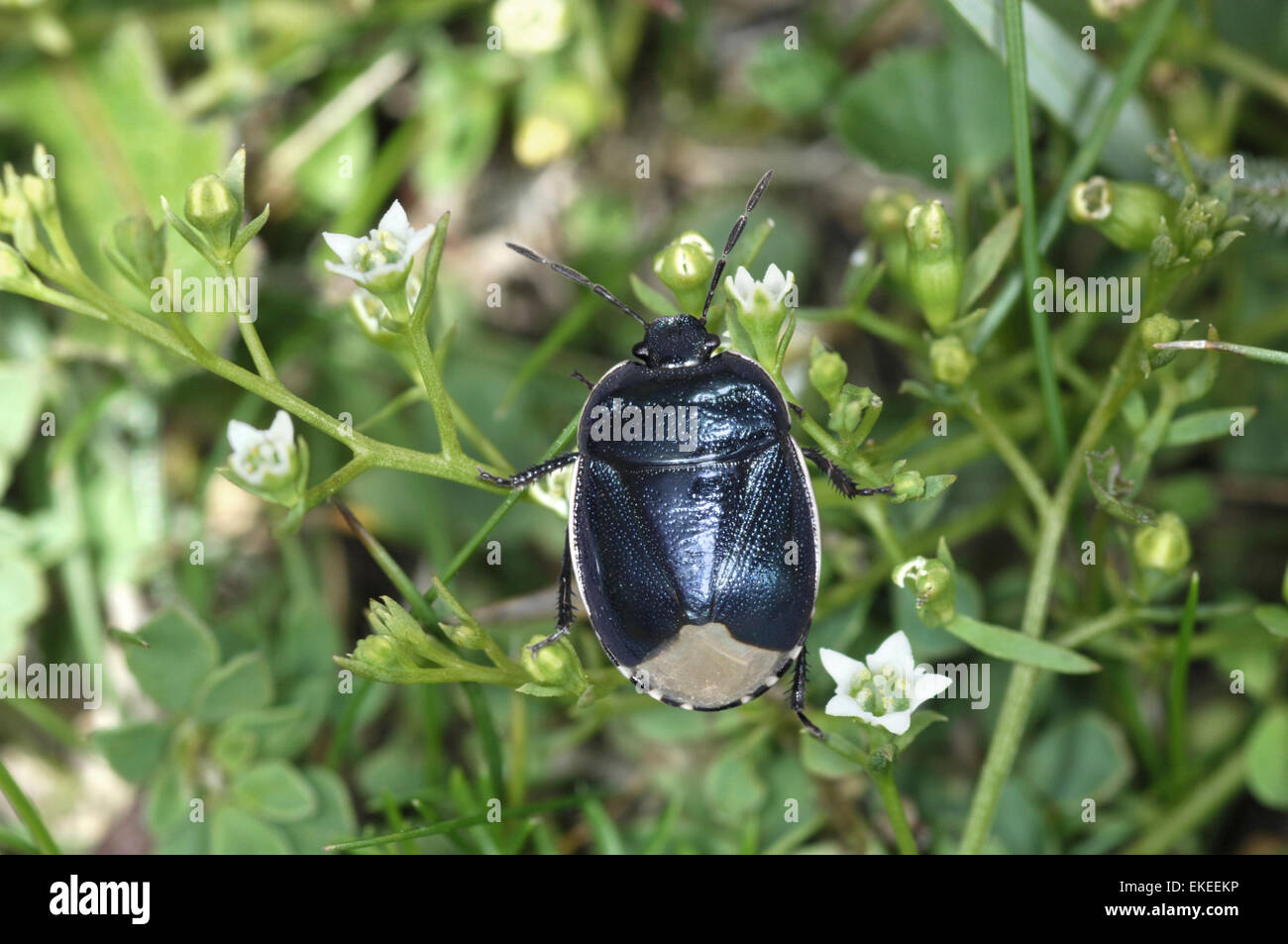 Down Shieldbug - Sehirus impressus Stock Photo