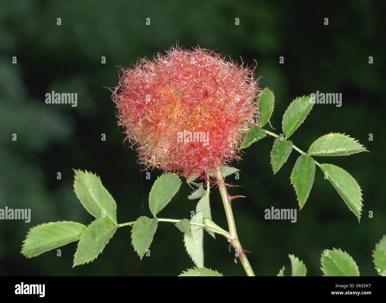 Robin's Pincushion Diplolepis rosae Stock Photo Alamy