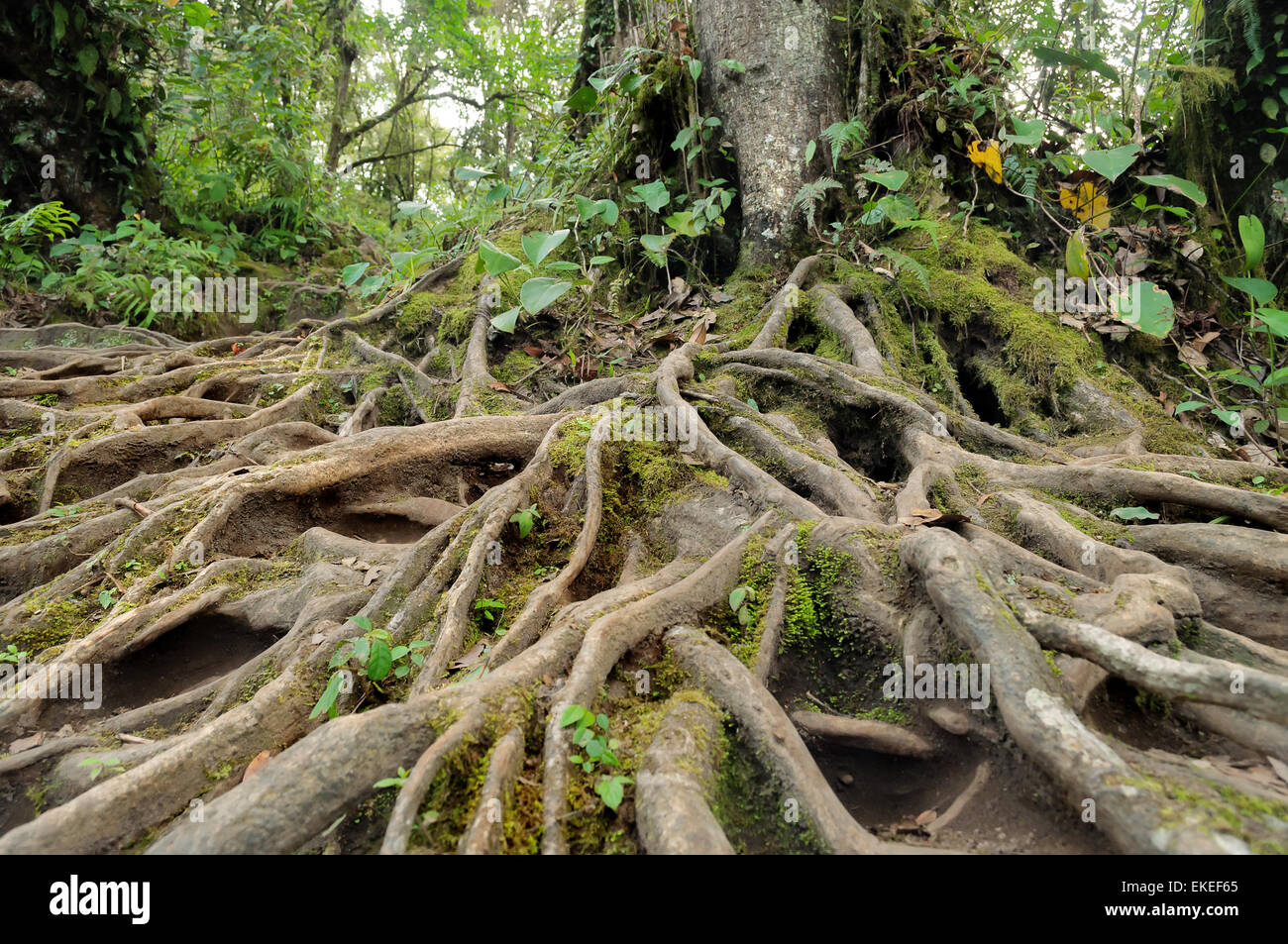 Tree roots in jungle Stock Photo Alamy