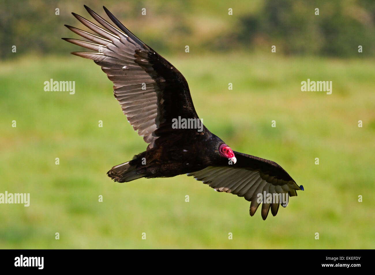 USA California San Jose Turkey Vulture in Flight Stock Photo
