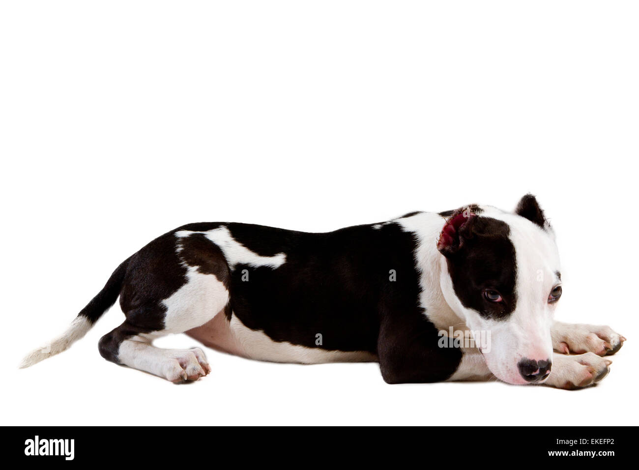 american staffordshire terrier dog Staffordshire bull terrier sitting in front of white background Stock Photo