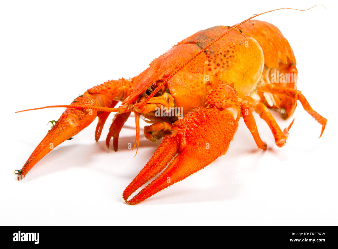 Crayfish On A White Background Crayfish Isolated On White Stock Photo Alamy Crayfish On A White Background Crayfish Isolated On White Stock Photo Alamy
