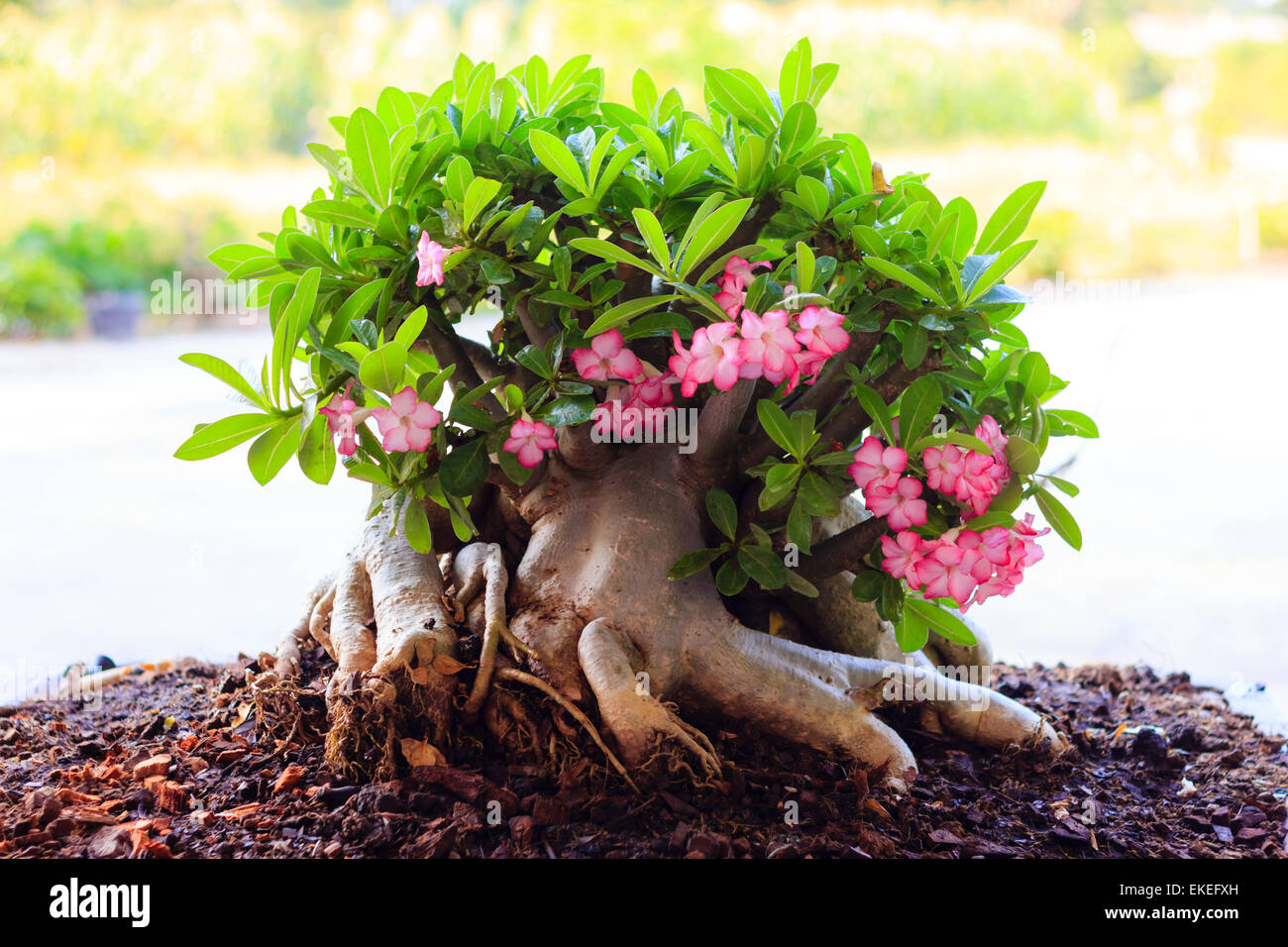 Beautiful desert rose hi-res stock photography and images - Alamy