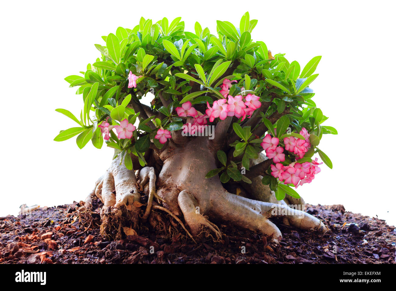 Beautiful Desert rose or Ping Bignonia on a white background Stock ...