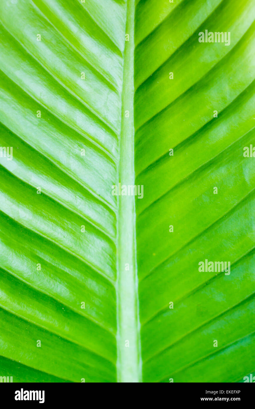 The Abstract close up of banana leaf background Stock Photo Alamy