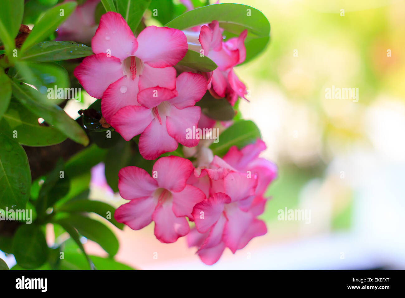 Mock Azalea Adenium obesum (Desert Rose; Impala Lily; Mock Azalea Stock Photo - Alamy