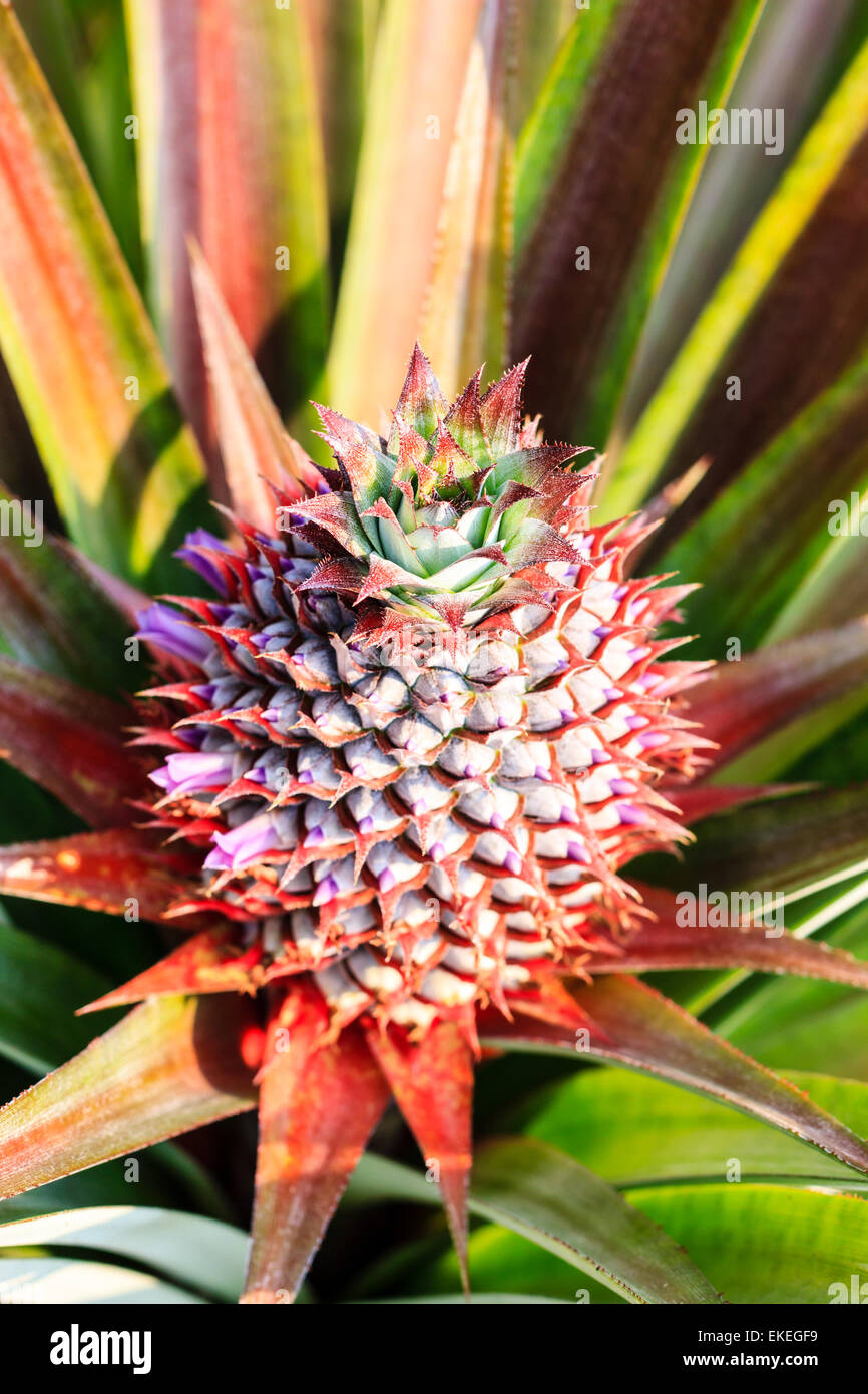 Baby pineapple hi-res stock photography and images - Alamy