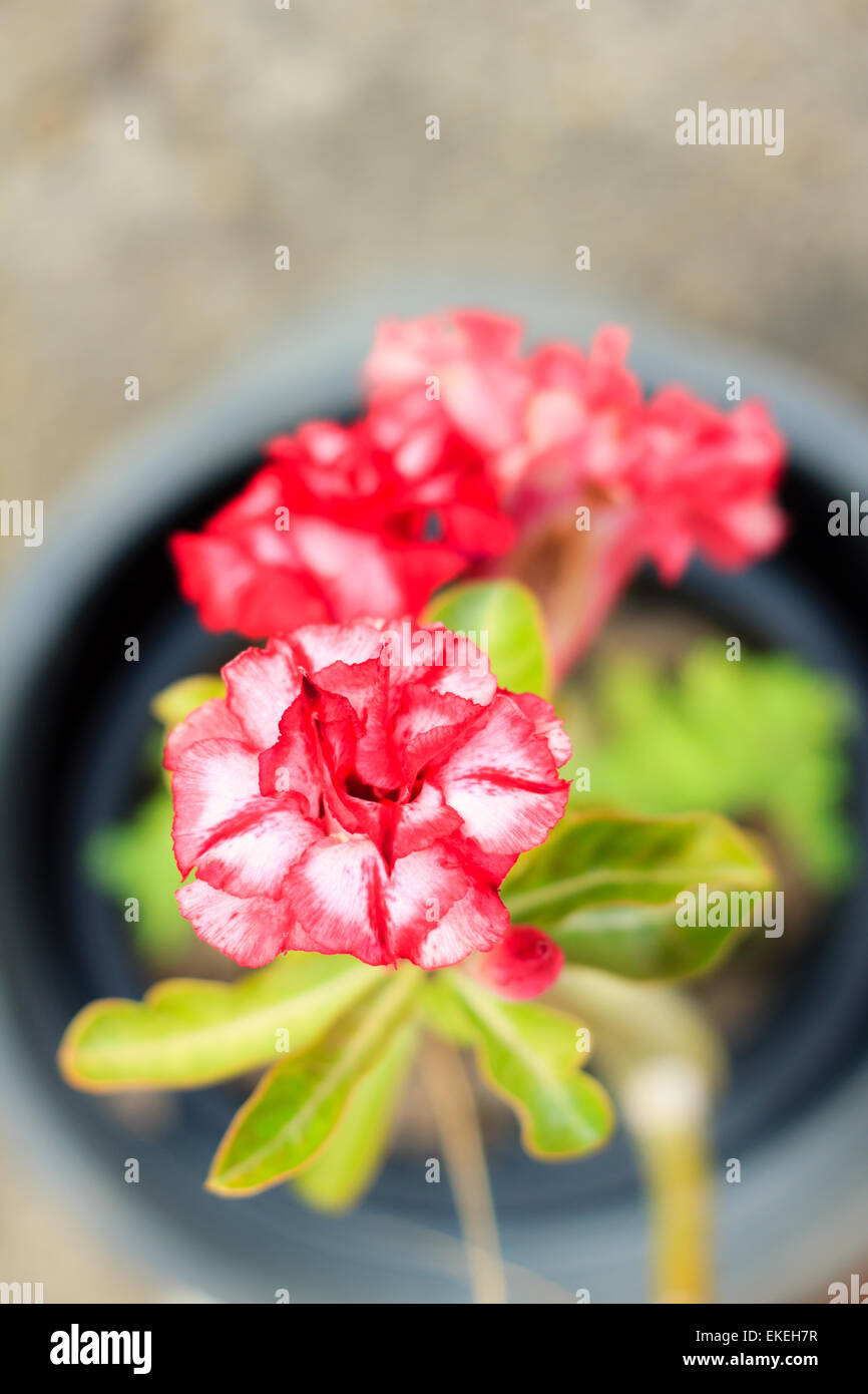 African desert rose hires stock photography and images Alamy