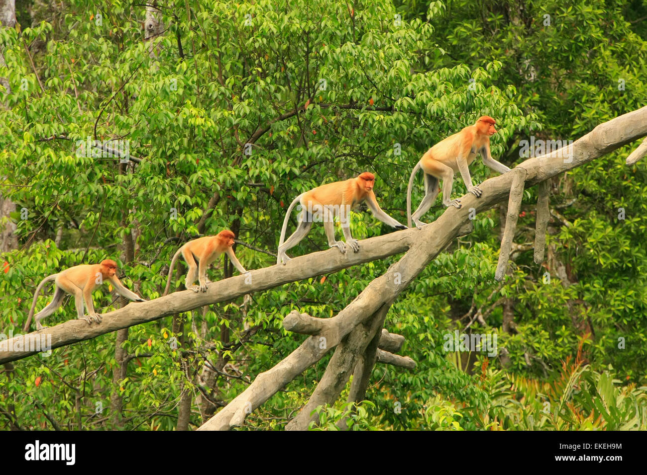 Proboscis monkeys on a tree, Borneo, Malaysia Stock Photo