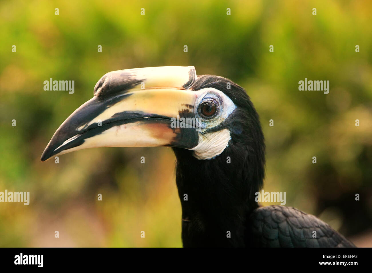 Oriental Pied Hornbill (Anthracoceros albirostris), Sepilok, Borneo ...