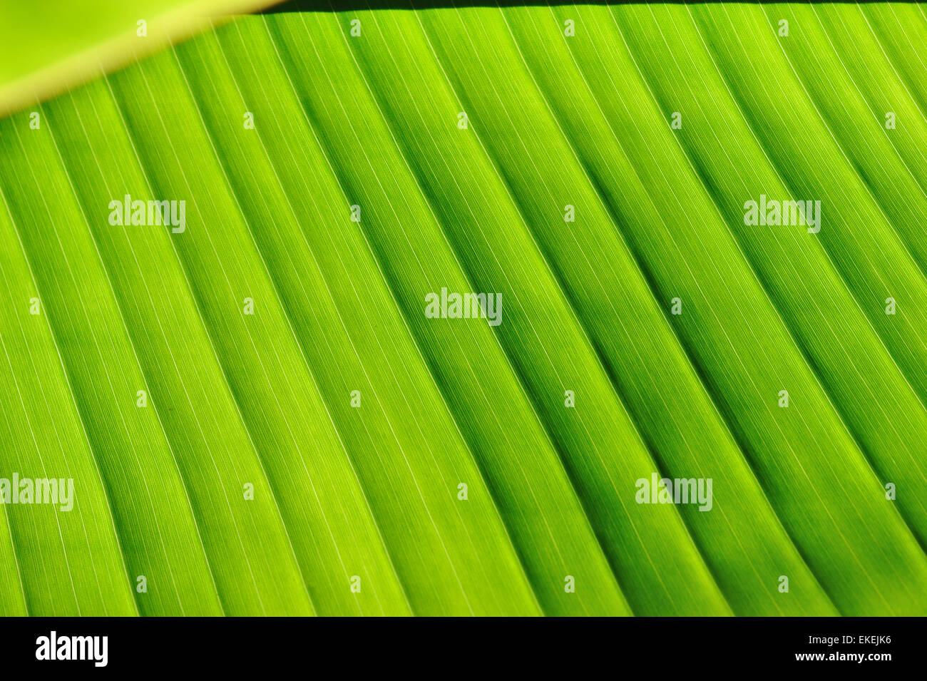 Palm tree leaf hi-res stock photography and images - Alamy