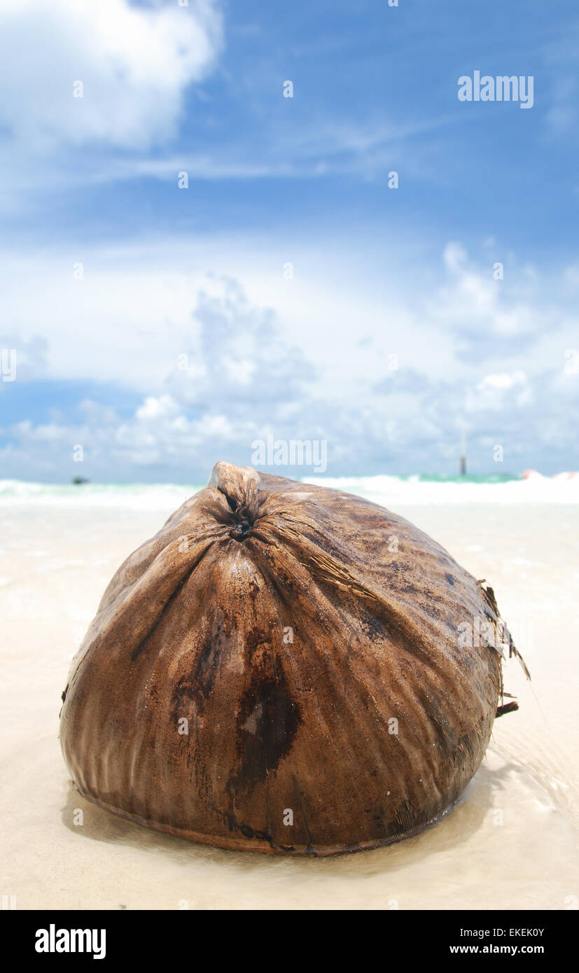 Coconut on beach Stock Photo Alamy